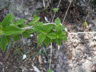 newplanting-lantanacanescens