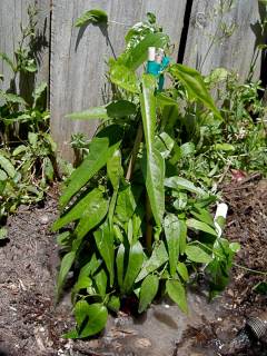 newplanting-passiflora