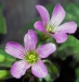 flower-fivepetal-pink