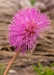 mimosa_strigillosa__bloom_20120514