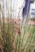 muhly_grass_panicle_loose