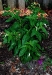 newplanting-scorpiontail-may