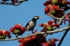 pied_starling_2009