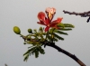 poinciana-flowering-20120419