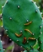 prickly_pear_larvae.jpg