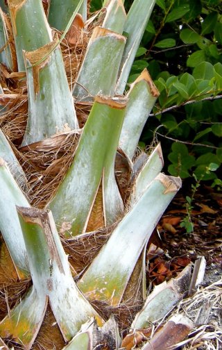 cabbage_palm_boots