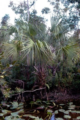 cabbage_palm_canal