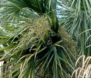 cabbage_palm_fruit