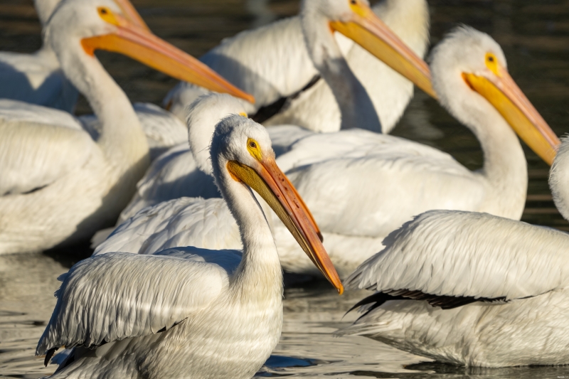 American White Pelican, Lake Atascadero, January 9, 2024
