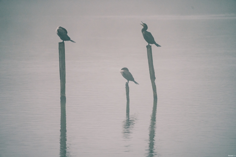 Double-crested cormorants, fog, and a partial eclipse.  Oso Flaco Lake, October 14, 2023