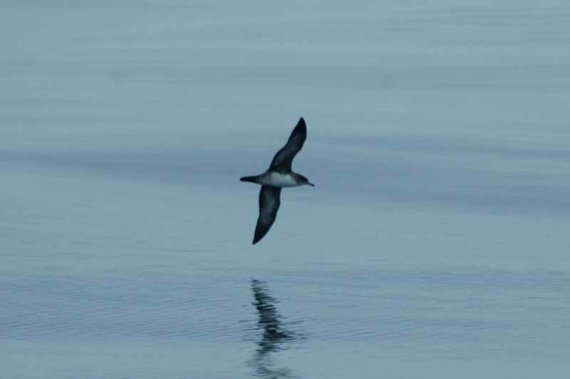 pink-footed_shearwater_ventral