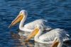 American White Pelican, Lake Atascadero, January 11, 2024