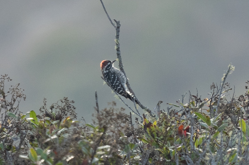Nuttall's Woodpecker, Point Buchon