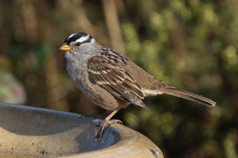 White-crowned Sparrow, Point Buchon, September 17, 2023