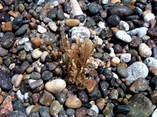 seaweed_wrack