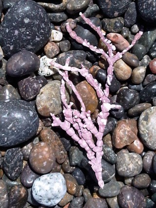 seaweed_wrack_pink