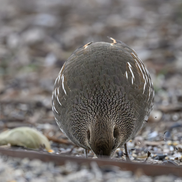 quail_female_fake_eyes_20260228