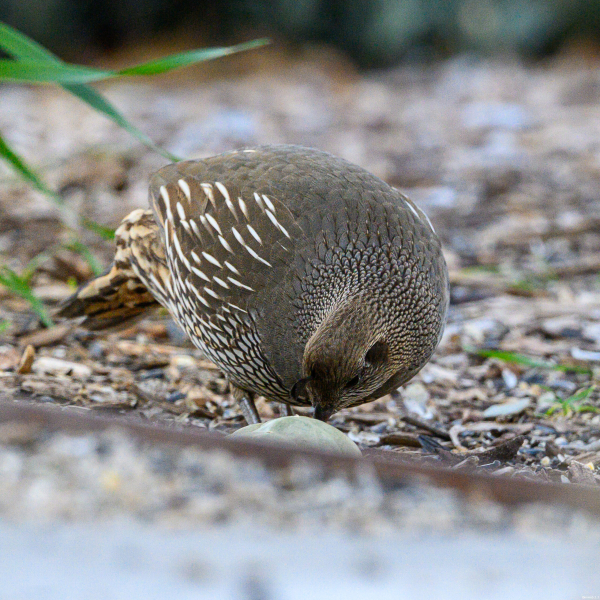 quail_female_single_eyespot_20260228-scaled