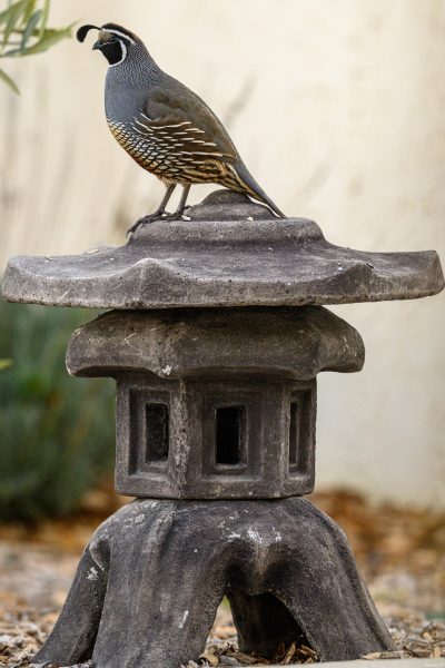 quail_male_lantern_pose_full_20260228-scaled