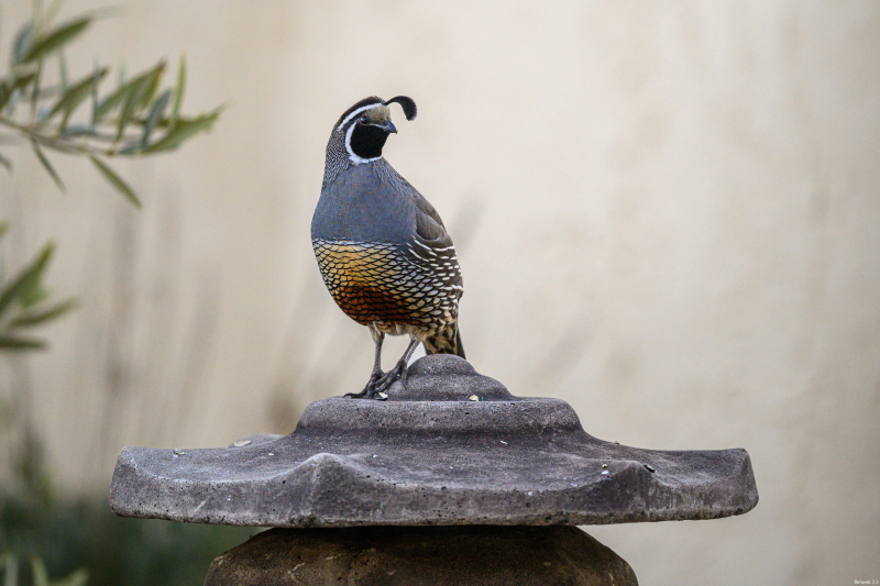 quail_male_lantern_pose_l-r_20260228-2-scaled