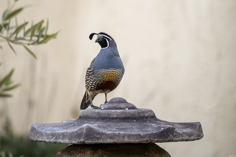 quail_male_lantern_pose_l-r_20260228-scaled