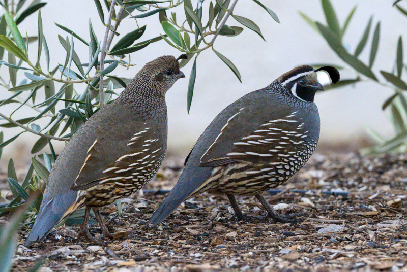quail_pair_20260228-scaled