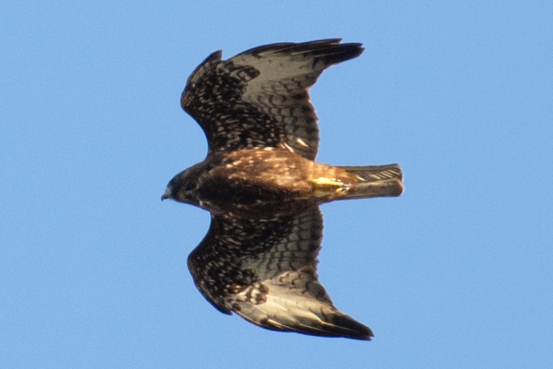 Short-tailed Hawk, Boca Raton, FL, February 6, 2023