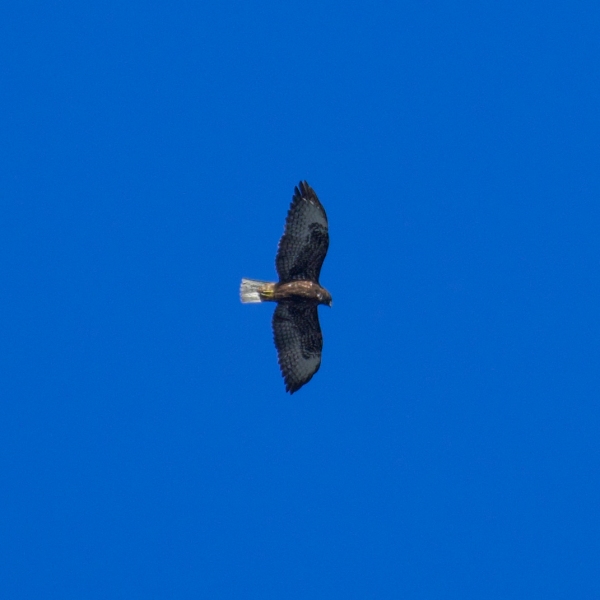 Short-tailed Hawk, Boca Raton, FL, February 6, 2023