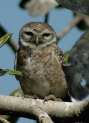 Spotted Owlet (Athene Brama). Okhla Bird Sanctuary, March 3, 2009. Nikon D70, 70-300 lens at 300mm, 1/1000 at f/5.6.