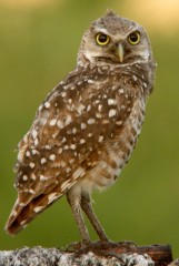 Burrowing Owl (Athene cunicularia). Boca Raton, FL, Jul 31, 2010.