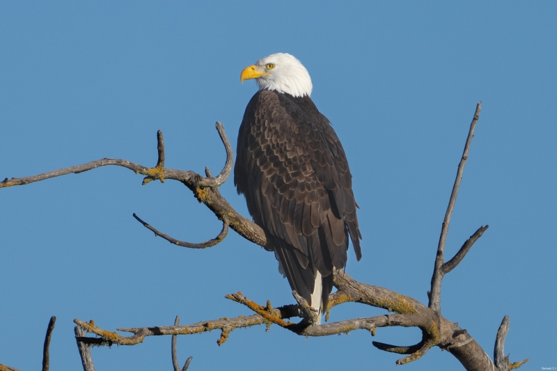 Bald Eagle, Salinas River, Atascadero, CA, January 9, 2024