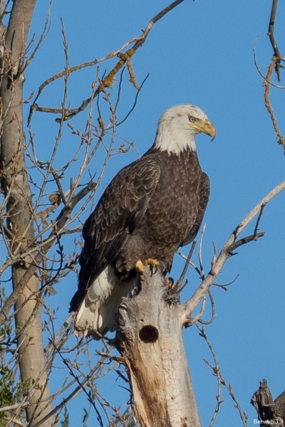 Bald Eagle, Atascadero Lake, January 9, 2024