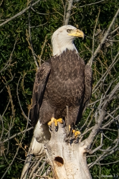 Bald Eagle, Atascadero Lake, January 9, 2024