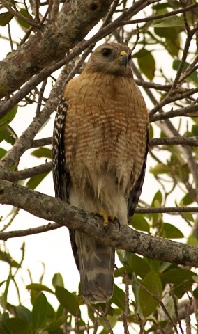 Buteo lineatus (Red-shouldered Hawk). Pondhawk Natural Area, Boca Raton, FL, November 26, 2012.
