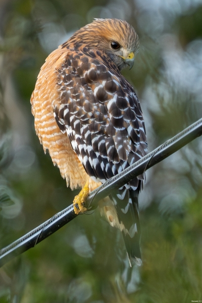 Red-shouldered Hawk, Atascadero, CA, January 17, 2024