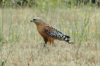 California form of Red-shouldered Hawk (Buteo lineatus elegans). Atascadero, CA, June 10, 2009.