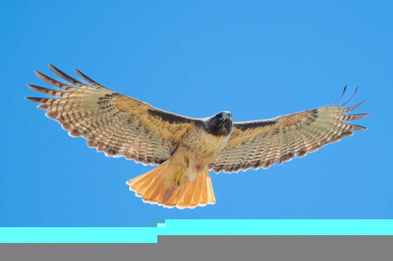Red-tailed Hawk. Atascadero, CA, April 1, 2023