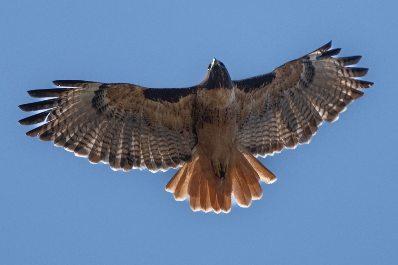 Red-tailed Hawk. Atascadero, CA, September 22, 2023