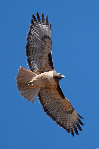 Red-tailed Hawk, Atascadero, CA, November 2, 2023