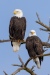 Bald Eagle pair, Atascadero, CA, November 29, 2024