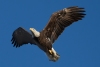 Bald Eagle, Atascadero Lake, January 9, 2024