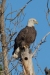 Bald Eagle, Atascadero Lake, January 9, 2024