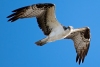 Osprey, Lake Ida Park, February 15, 2023