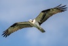 Osprey, Pondhawk, February 17, 2023
