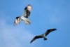 Ospreys, Lake Ida Park, February 15, 2023
