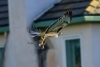 Red-tailed Hawk and rodent prey (Ground Squirrel?). Atascadero, CA, March 27, 2023
