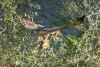 Red-tailed Hawk and rodent prey (Ground Squirrel?). Atascadero, CA, March 27, 2023