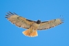 Red-tailed Hawk. Atascadero, CA, April 1, 2023