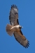 Red-tailed Hawk, Atascadero, CA, November 2, 2023