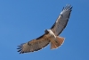 Red-tailed Hawk, Atascadero, CA, November 2, 2023